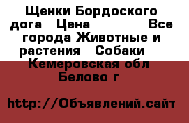 Щенки Бордоского дога › Цена ­ 60 000 - Все города Животные и растения » Собаки   . Кемеровская обл.,Белово г.